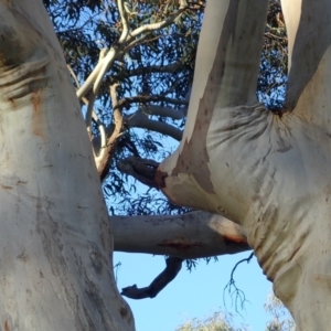 Eucalyptus rossii at Mount Ainslie - 10 Aug 2021