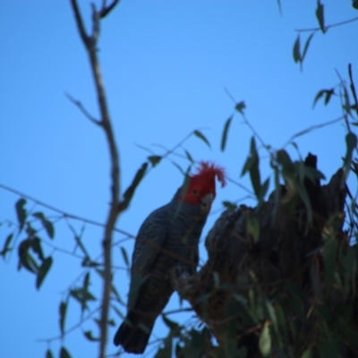 Callocephalon fimbriatum (Gang-gang Cockatoo) at Red Hill Nature Reserve - 9 Aug 2021 by LisaH