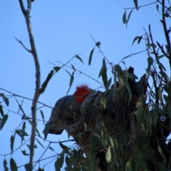 Callocephalon fimbriatum at Deakin, ACT - 9 Aug 2021