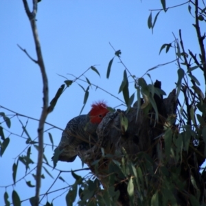 Callocephalon fimbriatum at Deakin, ACT - 9 Aug 2021