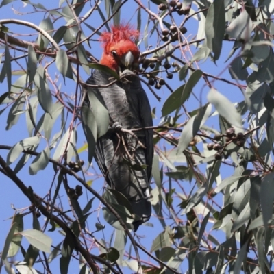 Callocephalon fimbriatum (Gang-gang Cockatoo) at Hawker, ACT - 9 Aug 2021 by AlisonMilton