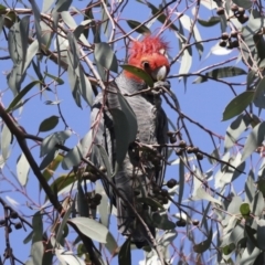 Callocephalon fimbriatum at Hawker, ACT - 9 Aug 2021