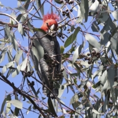 Callocephalon fimbriatum at Hawker, ACT - 9 Aug 2021