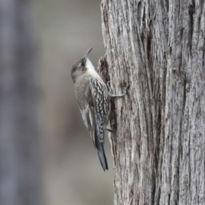 Cormobates leucophaea at Hawker, ACT - 9 Aug 2021