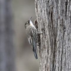 Cormobates leucophaea (White-throated Treecreeper) at Hawker, ACT - 9 Aug 2021 by AlisonMilton