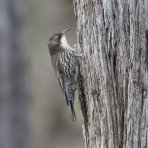 Cormobates leucophaea at Hawker, ACT - 9 Aug 2021