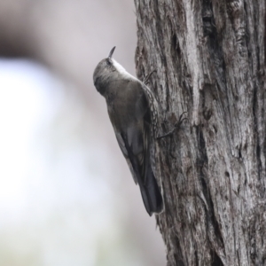 Cormobates leucophaea at Hawker, ACT - 9 Aug 2021 01:16 PM