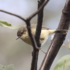 Acanthiza reguloides (Buff-rumped Thornbill) at The Pinnacle - 9 Aug 2021 by AlisonMilton