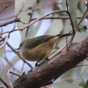 Acanthiza reguloides at Hawker, ACT - 9 Aug 2021