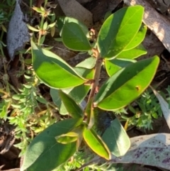 Ligustrum lucidum (Large-leaved Privet) at Weston, ACT - 7 Aug 2021 by AliceH