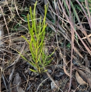 Exocarpos cupressiformis at Weston, ACT - 13 Aug 2021