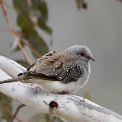 Geopelia cuneata (Diamond Dove) at Namadgi National Park - 8 Aug 2021 by MichielvLC