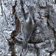 Cormobates leucophaea (White-throated Treecreeper) at Downer, ACT - 10 Aug 2021 by jb2602