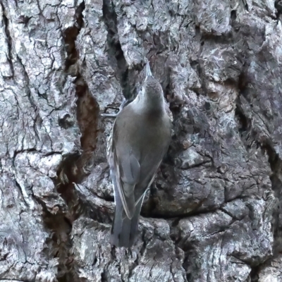 Cormobates leucophaea (White-throated Treecreeper) at Mount Majura - 10 Aug 2021 by jb2602