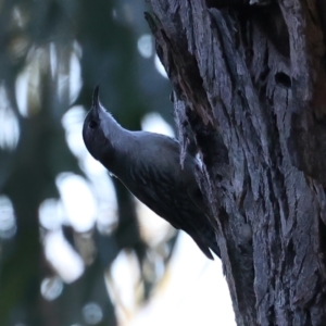 Cormobates leucophaea at Downer, ACT - 10 Aug 2021