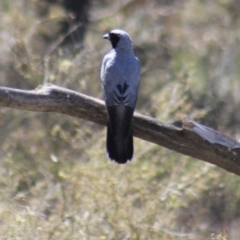 Coracina novaehollandiae (Black-faced Cuckooshrike) at Gundaroo, NSW - 27 Nov 2019 by Gunyijan