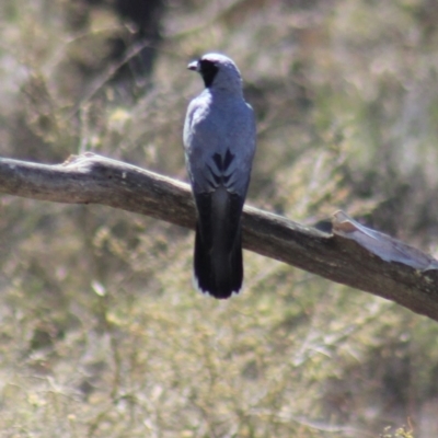 Coracina novaehollandiae (Black-faced Cuckooshrike) at Gundaroo, NSW - 27 Nov 2019 by Gunyijan