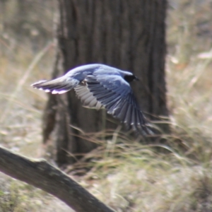 Coracina novaehollandiae at Gundaroo, NSW - 27 Nov 2019