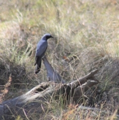 Coracina novaehollandiae at Gundaroo, NSW - 27 Nov 2019