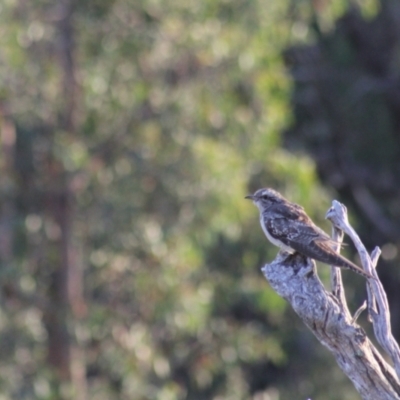 Cacomantis pallidus (Pallid Cuckoo) at Gundaroo, NSW - 31 Dec 2013 by Gunyijan