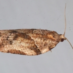 Epiphyas postvittana (Light Brown Apple Moth) at Ainslie, ACT - 9 Aug 2021 by jbromilow50