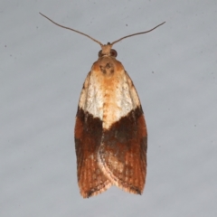 Epiphyas postvittana (Light Brown Apple Moth) at Ainslie, ACT - 9 Aug 2021 by jbromilow50