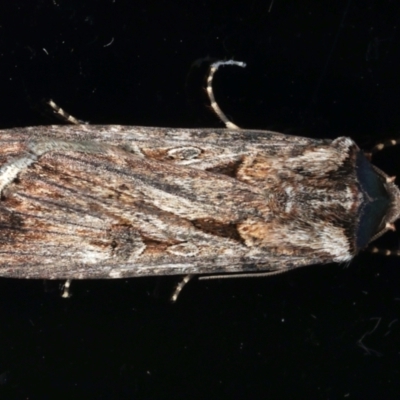 Agrotis munda (Brown Cutworm) at Ainslie, ACT - 9 Aug 2021 by jbromilow50