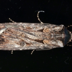 Agrotis munda at Ainslie, ACT - 9 Aug 2021