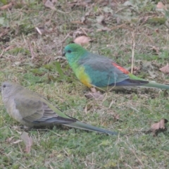 Psephotus haematonotus (Red-rumped Parrot) at Conder, ACT - 7 Jun 2021 by MichaelBedingfield