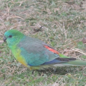 Psephotus haematonotus at Conder, ACT - 7 Jun 2021