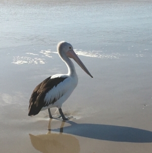 Pelecanus conspicillatus at Evans Head, NSW - 12 Aug 2021