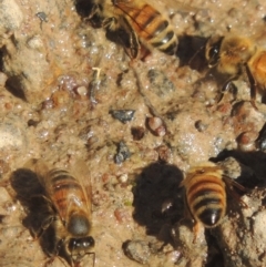 Apis mellifera (European honey bee) at Tuggeranong Hill - 10 Aug 2021 by michaelb