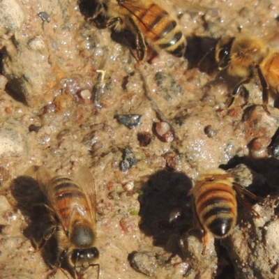 Apis mellifera (European honey bee) at Conder, ACT - 10 Aug 2021 by MichaelBedingfield