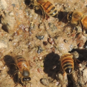 Apis mellifera at Conder, ACT - 10 Aug 2021