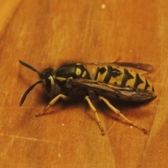 Vespula germanica (European Wasp, German Yellowjacket Wasp) at Conder, ACT - 6 Jun 2021 by MichaelBedingfield