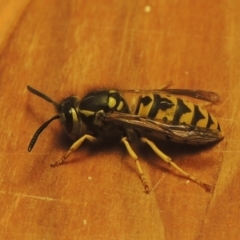 Vespula germanica (European wasp) at Pollinator-friendly garden Conder - 6 Jun 2021 by michaelb