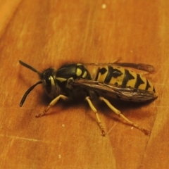 Vespula germanica (European wasp) at Conder, ACT - 6 Jun 2021 by michaelb