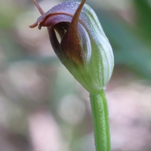 Pterostylis pedunculata at Kangaloon, NSW - 12 Aug 2021