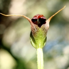 Pterostylis pedunculata at Kangaloon, NSW - 12 Aug 2021