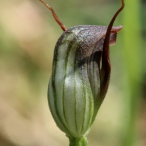 Pterostylis pedunculata at Kangaloon, NSW - 12 Aug 2021