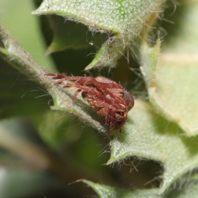 Unidentified Spider (Araneae) at Acton, ACT - 30 Jul 2021 by TimL