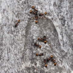 Chelaner kiliani (Kilian's ant) at Downer, ACT - 6 Aug 2021 by TimL