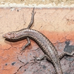 Cryptoblepharus sp. (genus) (Fence, snake-eyed or shining skinks) at Evatt, ACT - 11 Aug 2021 by TimL