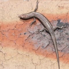 Cryptoblepharus sp. (genus) at Evatt, ACT - 11 Aug 2021 11:27 AM