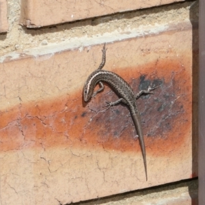 Cryptoblepharus sp. (genus) at Evatt, ACT - 11 Aug 2021