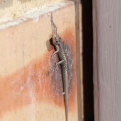 Cryptoblepharus sp. (genus) at Evatt, ACT - 11 Aug 2021