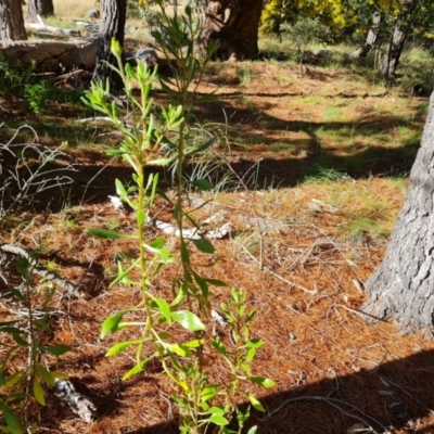 Dimorphotheca ecklonis (African Daisy) at Isaacs Ridge and Nearby - 31 Aug 2021 by Mike