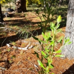 Dimorphotheca ecklonis at Isaacs, ACT - 31 Aug 2021