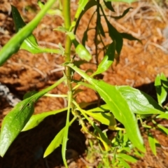 Dimorphotheca ecklonis at Isaacs, ACT - 31 Aug 2021