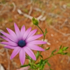 Dimorphotheca ecklonis at Isaacs, ACT - 31 Aug 2021